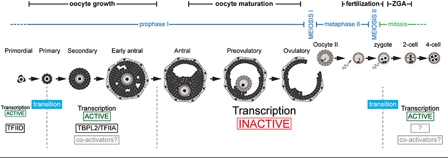 Transitions in transcription initiation machineries during late oogenesis and early development